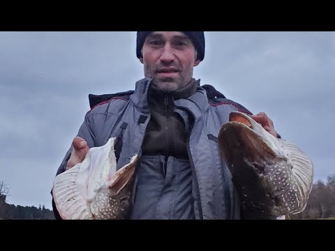 Видео: ЗДЕСЬ ЩУК МЕШКАМИ ЛОВЯТ.РЫБАЛКА НА РЕКЕ ТАЗ.ДЕНЬ ВТОРОЙ.РАЗДАЧА.