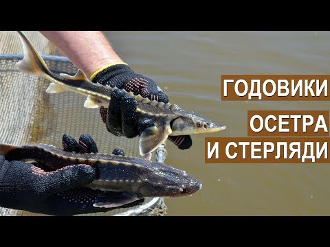 Видео: Годовики осетра и стерляди. Садковая ферма Синеморцо. Осетровый бизнес