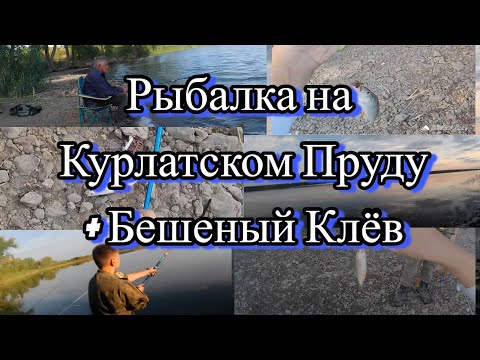 Видео: Отличная Рыбалка На "Курлатском Пруду", Клёв Краснопёрки И Таранки Как Из ПУЛИМЁТА