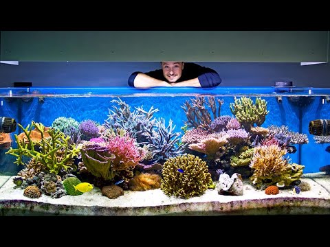 Видео: 40 лет назад он построил экосистему. Это случилось