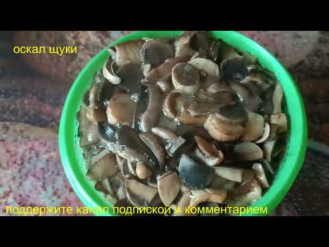 Видео: Сколько времени варить грибы   Как правильно варить грибы   Как сварить грибы