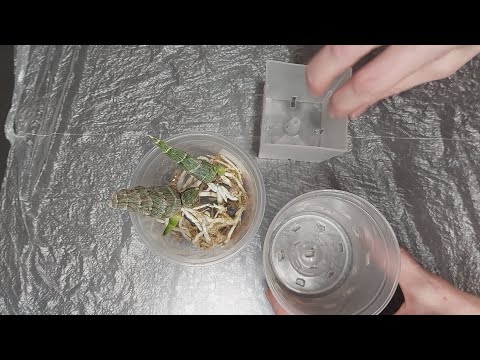 Видео: Сажаю новичков от SVO! Пересушенные оказались ребята... Катасетум или орхидея морковка