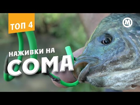 Видео: Топ УБОЙНЫХ наживок на СОМА! Оснастка для ловли СОМА на КВОК!