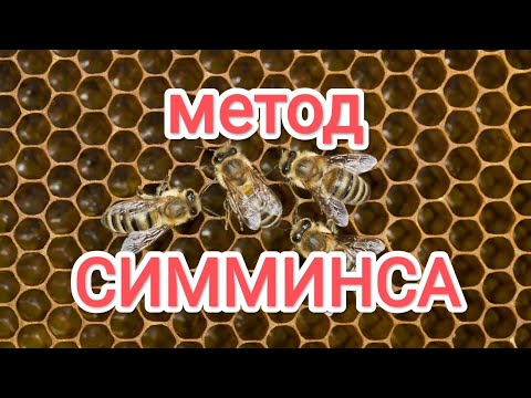 Видео: пчеловодный метод Симминса