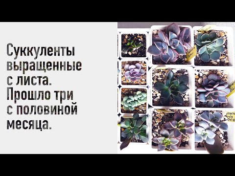 Видео: Суккуленты выращенные с листа. Прошло три с половиной месяца