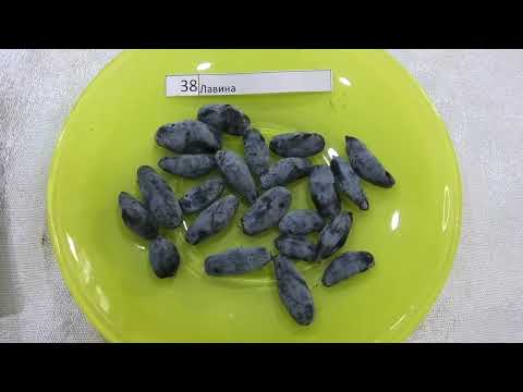 Видео: 4 серия жимолость замер сахара в брикс