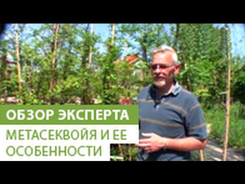 Видео: Метасеквойя и ее особенности. Условия для хорошего выращивания метасеквойи.