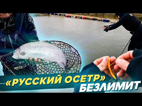 Видео: Безлимит «РУССКИЙ ОСЕТР». Ловля форели на спиннинг. Рыбалка с #OnlySpin