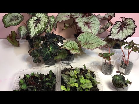 Видео: МОИ БЕГОНИИ СПУСТЯ 1,5 МЕСЯЦА!