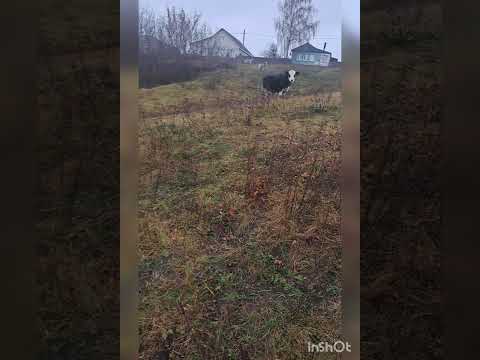 Видео: 10.11.25-11.11.25.Весь день по больницам.