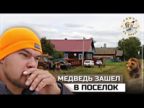 Видео: Выгоняем из поселка медведя | Ставим электропастуха по всему периметру хозяйства | Деревенские будни