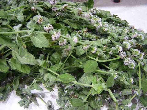 Видео: ВАРЕНЬЕ ИЗ МЯТЫ! МЯТНОЕ ВАРЕНЬЕ! СИРОП ИЗ МЯТЫ. Очень вкусно и полезно для здоровья. Видео рецепт
