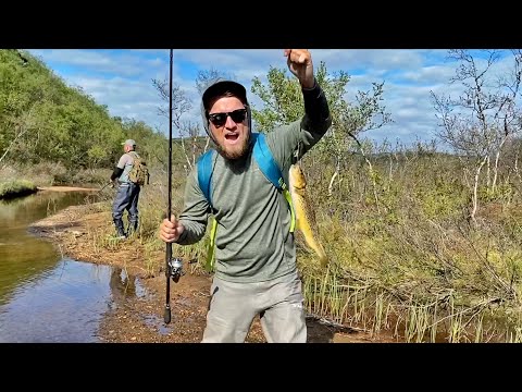 Видео: Дикая форель крайнего севера / рыбалка в Мурманске