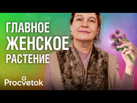 Видео: ЭТО РАСТЕНИЕ ДОЛЖНА ЗНАТЬ КАЖДАЯ ЖЕНЩИНА! Замедляет старение, омолаживает кожу, предотвращает седину