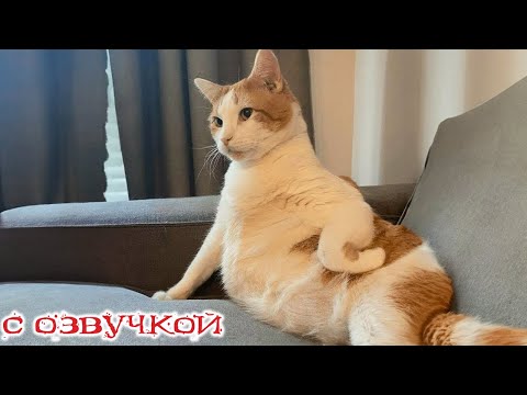 Видео: Приколы с котами! С ОЗВУЧКОЙ! СМЕШНЫЕ КОТЫ! Самые смешные ЖИВОТНЫЕ! ПОПРОБУЙ НЕ ЗАСМЕЯТЬСЯ!