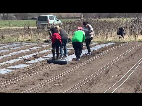 Видео: Посадка смородины под плёнку 14.04.2021