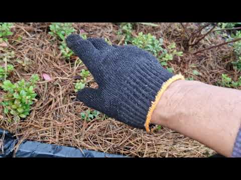 Видео: Шубка для моей  царицы брусники.