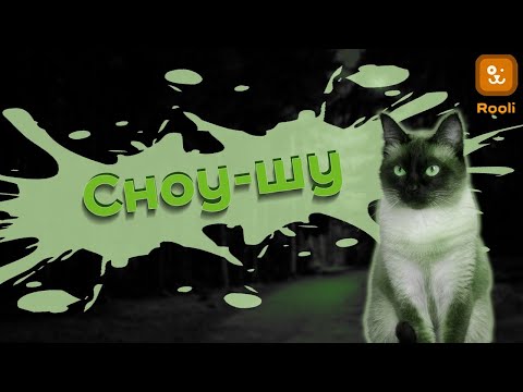 Видео: Сноу-шу: интересная история и факты о красивой породе кошек