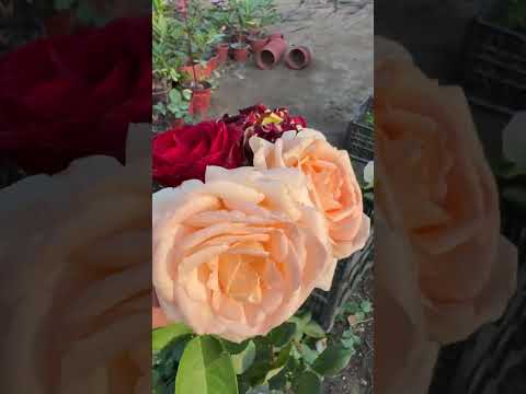 Видео: Атиргулни уй шароитида ноябрь, декабр ойларида илдизлатиш.