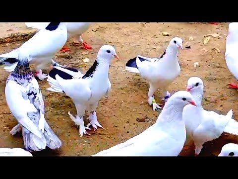 Видео: Голуби Нажвадина. г Махачкала. Обзор голубей. Pigeons.