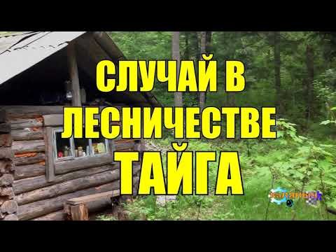 Видео: СЛУЧАЙ В ЛЕСУ | ТАЙГА