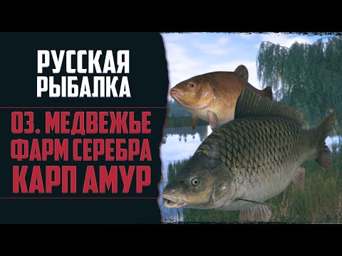 Видео: КАРПФИШИНГ на ЯНТАРКЕ И МЕДВЕЖКЕ 🔴 Русская Рыбалка 4