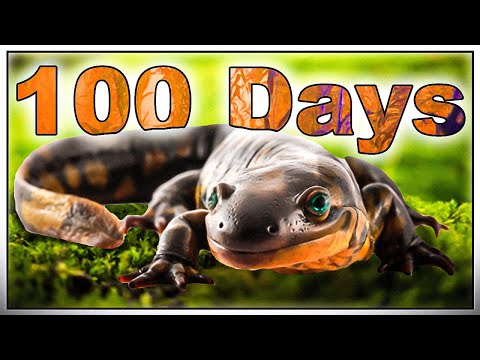 Видео: Симуляция болота на 100 дней (Амфибия, часть 2)