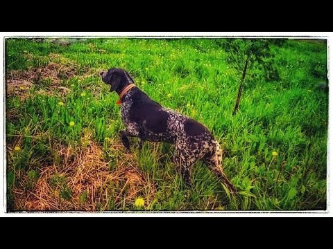 Видео: Натаска легавой собаки! Учу собаку,учусь и сам!