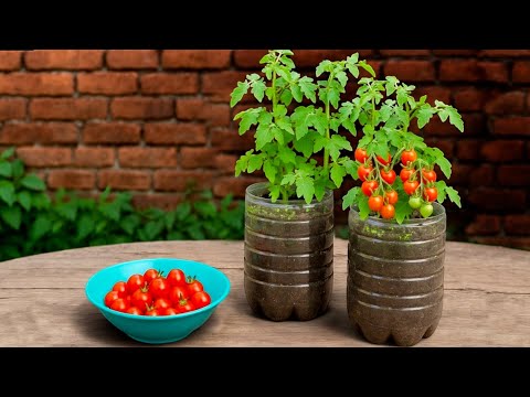Видео: 🍅 Сад в бутылке: выращивание томатов на небольшом пространстве