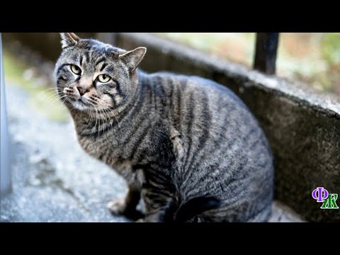 Видео: Эх, сейчас бы молочка, колбаски, да забраться на любимые, ласковые руки хозяйки - подумал кот Васька