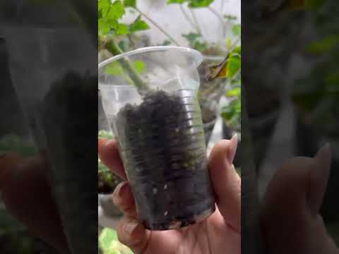 Видео: Такой свиньи на озон и от озон не ожидала 