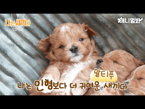 Видео: Мне 29 дней, Maltipoo Baby [SBS Animal, I’m A Baby, 54-я главная роль]