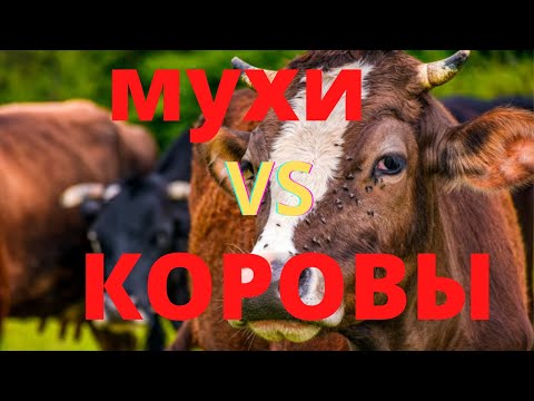 Видео: Мухи против Коров