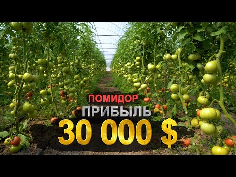 Видео: Дыйкандар үчүн соонун маалымат!  Эми Кыргызстанда теплицаларды өнүктүрсөк болот. Бир жылда 2 сезон.