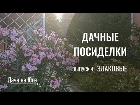 Видео: Дачные посиделки - Злаковые растения