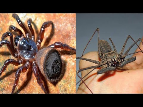 Видео: ӘЛЕМДЕГІ ЕҢ ҚОРҚЫНЫШТЫ 7 ӨРМЕКШІ