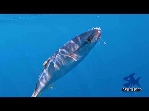 Видео: Живой приманкой в стаю желтохвоста и амберджека – удивительная рыбалка! #2