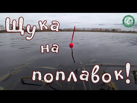 Видео: ЩУКА НА ПОПЛАВОК! ПОКЛЁВКА КРУПНЫМ ПЛАНОМ, РЫБАЛКА НА ЖИВЦА У ДОМА, ДЕДОВСКИЕ ПОВОДКИ В МЕСТО ФЛЮРА!