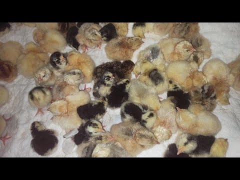 Видео: Помилки при інкубації 🐣🐣🐣