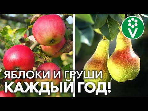 Видео: ДЕРЕВЬЯ ПЛОДОНОСЯТ ЧЕРЕЗ ГОД? Вот в чём ПРИЧИНА! Устраните – и засыплют урожаем