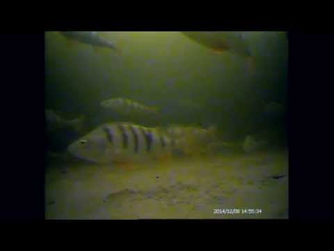 Видео: Подводные съемки. Окунь. Ладога. Леднево.  Часть 2