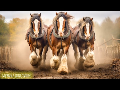 Видео: Невероятно красивая осенняя мелодия! осень! Самая красивая мелодия в мире! Золотые листья осени#71