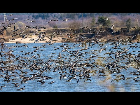 Видео: Тьма гусей. Anser albifrons и Anser fabalis. Птицы Беларуси.