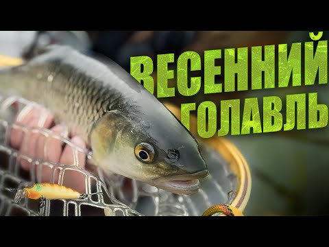 Видео: ГОЛАВЛЬ ВЕСНОЙ! НАХОДИМ КЛЮЧ!