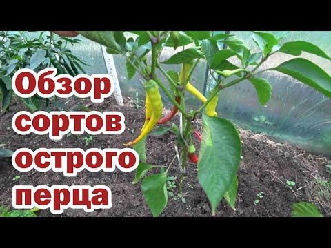 Видео: Обзор сортов острого перца - 2023