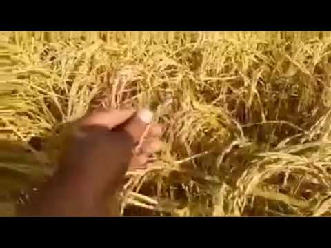 Видео: Курыш. Удобрения для риса. Отзыв.