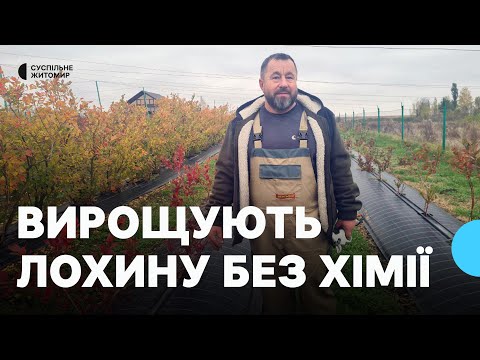 Видео: У Костівцях на Житомирщині вирощують лохину без хімічних засобів: природний захист і догляд