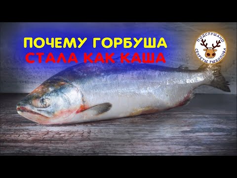 Видео: Почему размороженная горбуша стала как каша 😨 Дело не только в переразморозках 😲 Купил за 450 руб/кг