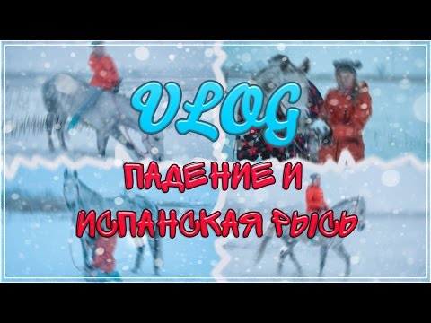 Видео: Падение и испанская рысь| VLOG 24.01.16