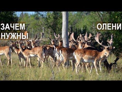 Видео: Спиваков А.А. Зачем нужно оленеводство?